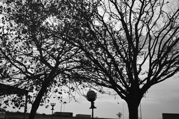 The Shadow of Tree - Image 3