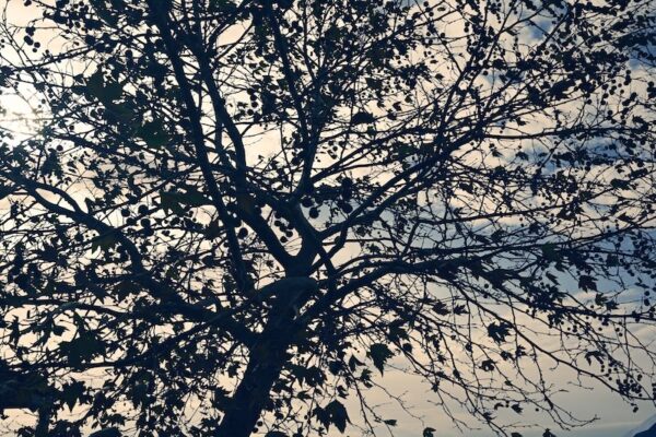The Shadow of Tree - Image 4