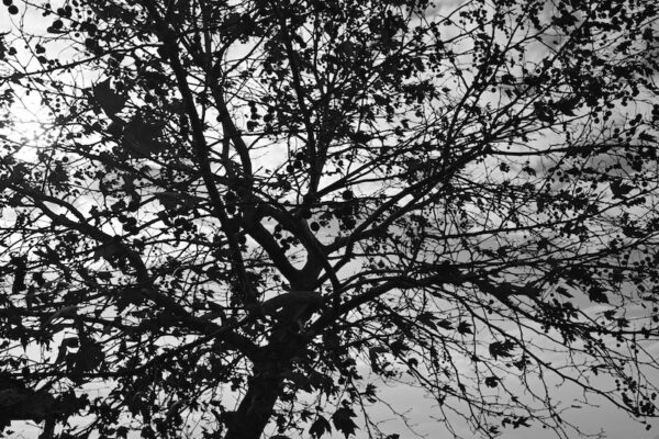 The Shadow of Tree - Image 5