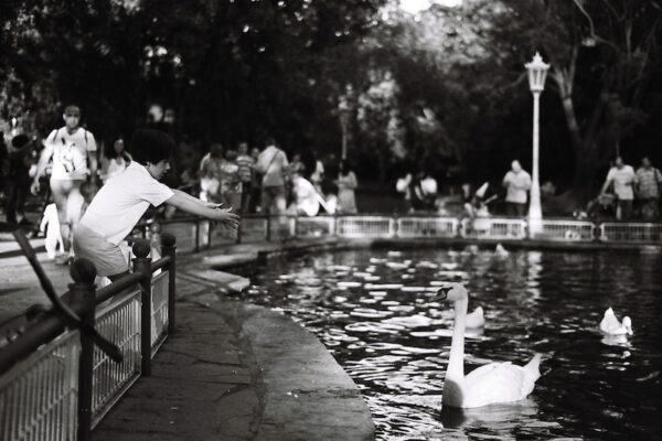 The Kid and Swan