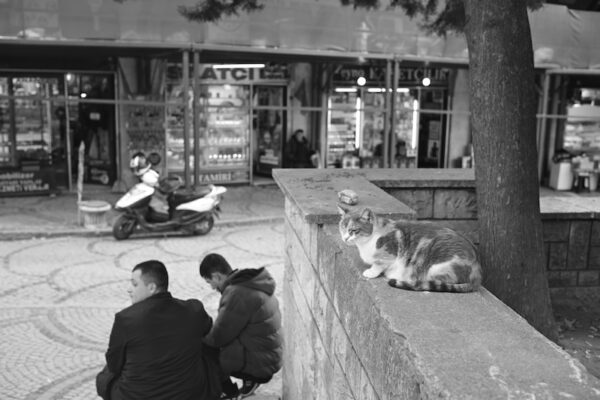 The Street Life, Cat's Gaze